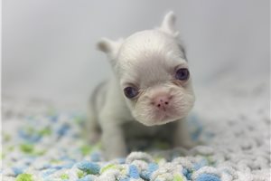 Indie - puppy for sale