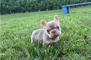 Asher - French Bulldog for sale