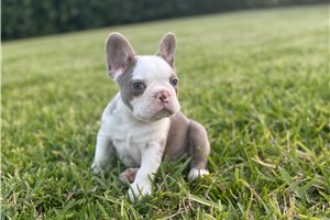 Hudson - French Bulldog for sale
