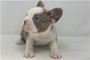 Hudson - French Bulldog for sale