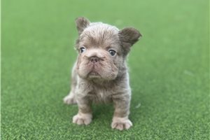Pretty - French Bulldog for sale