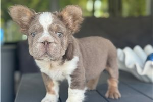 Knox - French Bulldog for sale