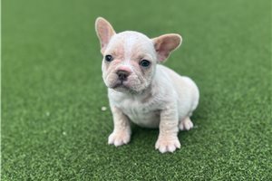Rylie - French Bulldog for sale
