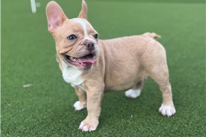 Penny - French Bulldog for sale