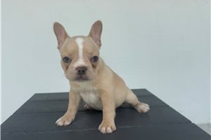 Penny - French Bulldog for sale