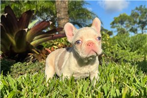 Cray - French Bulldog for sale