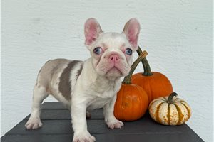 Cray - French Bulldog for sale