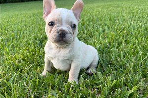 Rylie - French Bulldog for sale