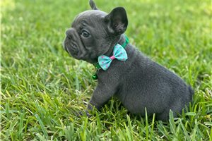 Brock - French Bulldog for sale
