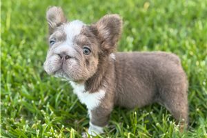 Knox - French Bulldog for sale