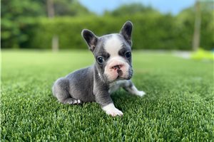 Cowboy - French Bulldog, placed in West Palm Beach