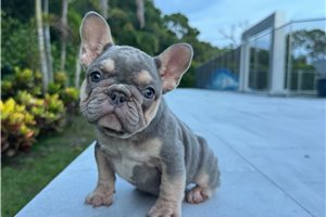 Annabell - French Bulldog for sale