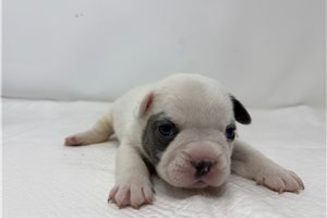 Violet - puppy for sale