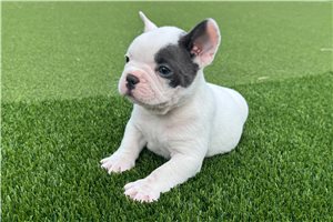 Jaxson - French Bulldog for sale