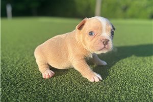Penelope - French Bulldog for sale