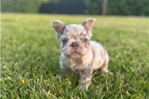 Party - French Bulldog for sale