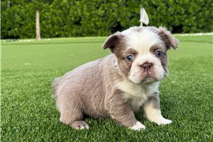 Christine - French Bulldog for sale