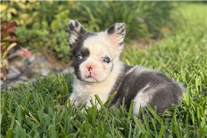 Courage - French Bulldog for sale