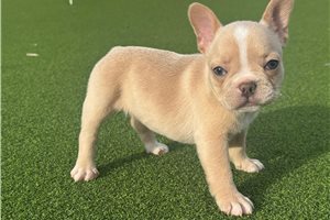Penelope - French Bulldog for sale