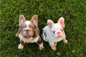 Knox - French Bulldog for sale
