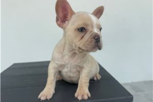 Rylie - French Bulldog for sale