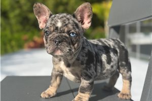 Shadow - French Bulldog for sale