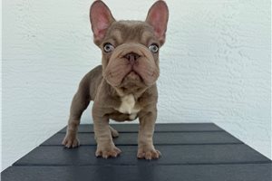 Crawford - French Bulldog for sale