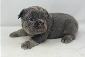 Teddy - French Bulldog for sale