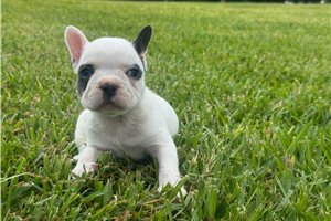 Violet - French Bulldog for sale