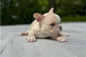 Bubba - puppy for sale