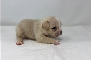 Penelope - puppy for sale