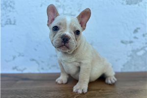 Rylie - French Bulldog for sale