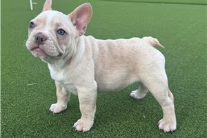 Rylie - French Bulldog for sale