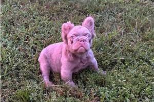 Steak - French Bulldog, placed in West Palm Beach