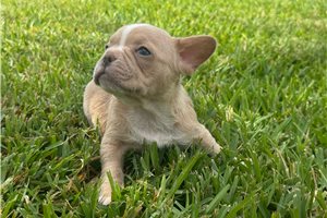 Penny - French Bulldog for sale