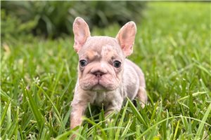 Cadette - French Bulldog for sale