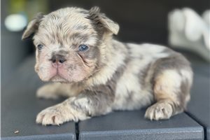 Party - French Bulldog for sale