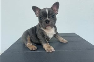 Peone - French Bulldog for sale