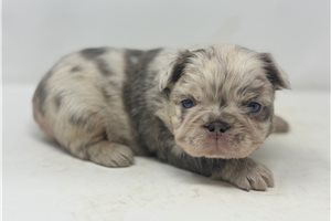 Party - puppy for sale