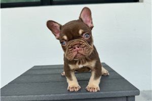 Lambcop - puppy for sale