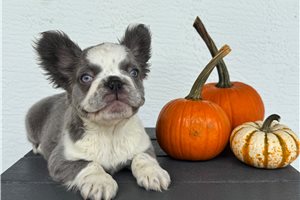 Cinder - French Bulldog for sale