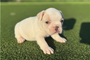 Shiloh - French Bulldog for sale