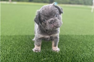 Teddy - French Bulldog for sale