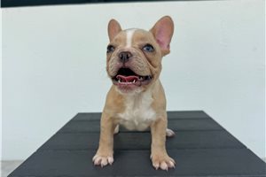 Penelope - French Bulldog for sale