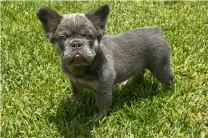 Teddy - French Bulldog for sale