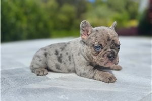 Luna - puppy for sale