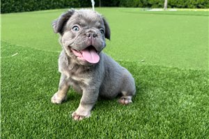 Teddy - French Bulldog for sale