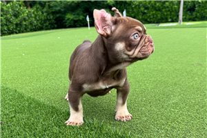 Lambcop - French Bulldog for sale