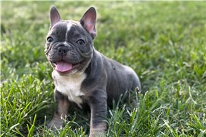 Peone - French Bulldog for sale