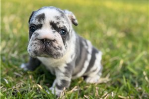 Ophelia - French Bulldog for sale